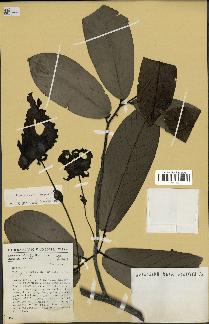 spécimen de Monodora myristica