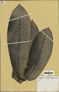 spécimen de Monodora myristica