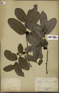 spécimen de Uvaria chamae