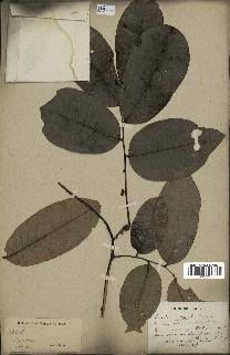 spécimen de Uvaria chamae
