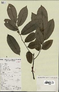 spécimen de Uvaria chamae