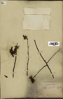 spécimen de Uvaria chamae