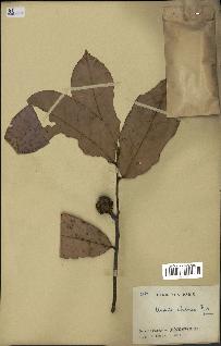 spécimen de Uvaria chamae