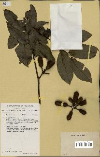 spécimen de Uvaria chamae