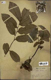 spécimen de Uvaria chamae