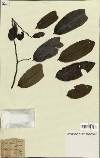 spécimen de Uvaria chamae