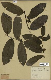spécimen de Uvaria chamae