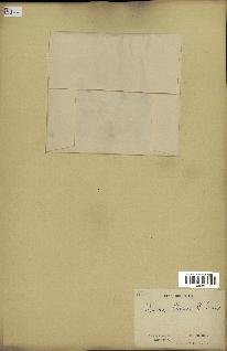 spécimen de Uvaria chamae
