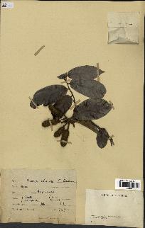 spécimen de Uvaria chamae