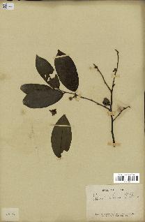 spécimen de Uvaria chamae