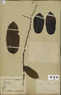 spécimen de Uvaria chamae