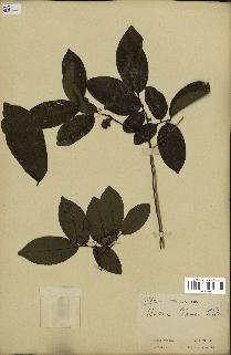 spécimen de Uvaria chamae