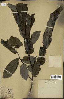 spécimen de Uvaria chamae