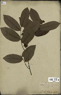spécimen de Uvaria chamae