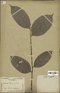 spécimen de Uvaria chamae