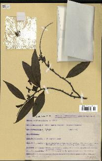 spécimen de Xylopia sp.