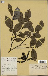 spécimen de Xylopia aethiopica