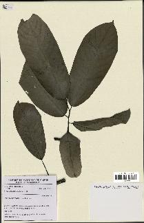 spécimen de Monodora myristica