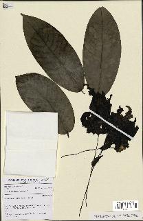 spécimen de Monodora myristica