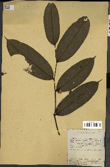 spécimen de Xylopia sp.