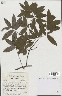 spécimen de Xylopia sp.
