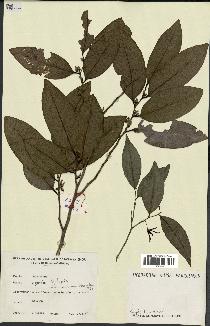 spécimen de Xylopia sp.
