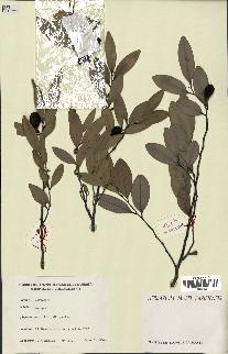 spécimen de Xylopia sp.