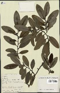 spécimen de Xylopia sp.