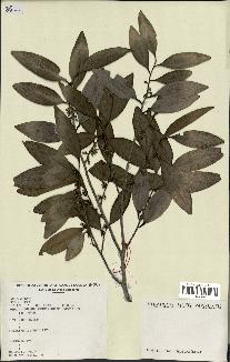 spécimen de Xylopia sp.