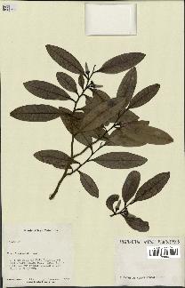 spécimen de Xylopia sp.