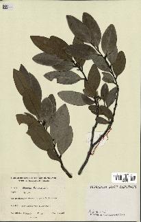 spécimen de Xylopia sp.
