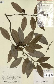 spécimen de Xylopia sp.