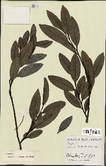 spécimen de Xylopia sp.