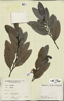 spécimen de Xylopia sp.
