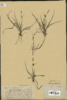 spécimen de Carex hornschuchiana