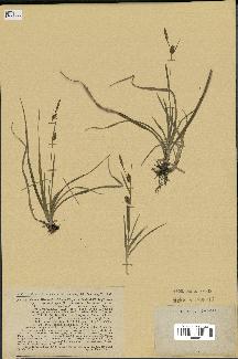 spécimen de Carex hornschuchiana