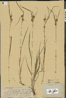 spécimen de Carex flava