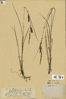 spécimen de Carex filiformis