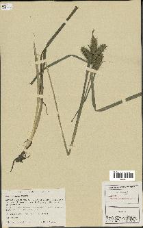 spécimen de Carex retrorsa