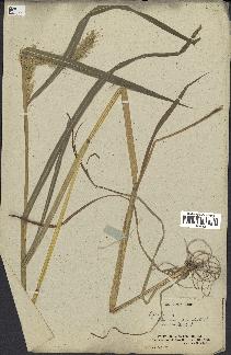 spécimen de Echinochloa crus-pavonis