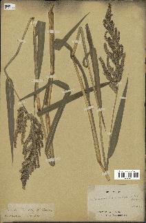 spécimen de Echinochloa crus-pavonis