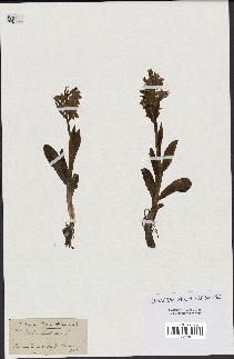 spécimen de Orchis sambucina