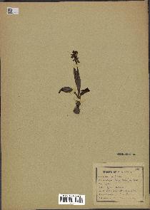 spécimen de Ophrys aranifera