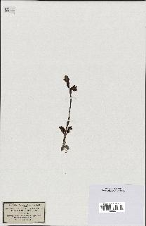 spécimen de Ophrys lutea
