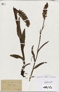 spécimen de Orchis latifolia