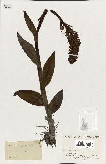 spécimen de Orchis latifolia