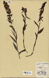 spécimen de Epipactis palustris