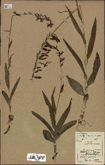 spécimen de Epipactis palustris