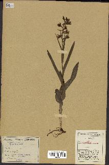 spécimen de Epipactis palustris