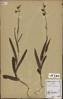 spécimen de Epipactis palustris